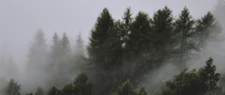 Forest with Fog