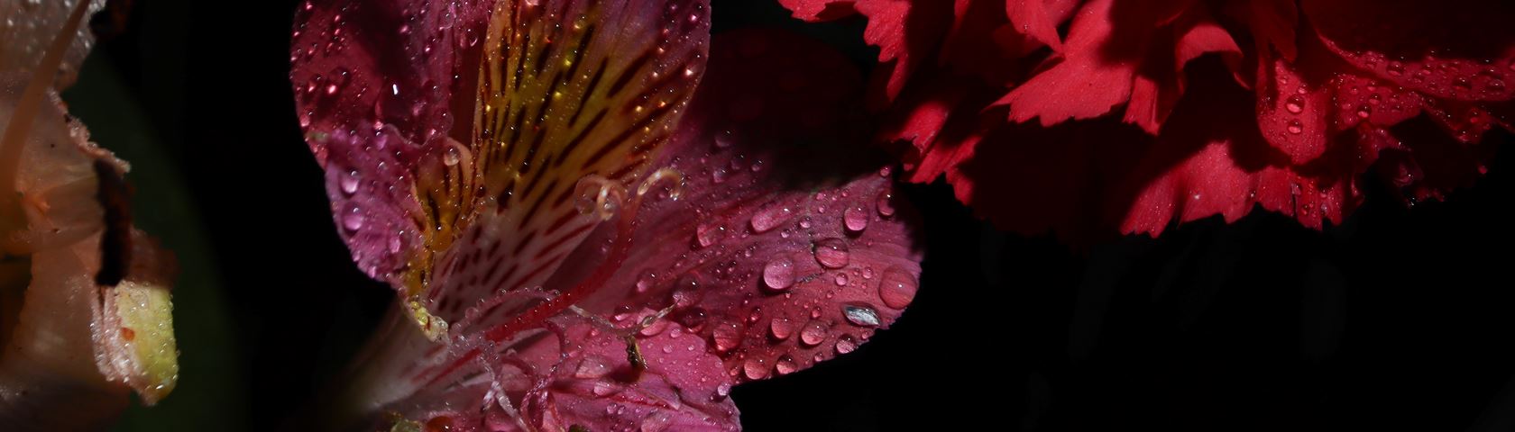 Flower with Water Drops