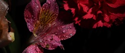 Flower with Water Drops