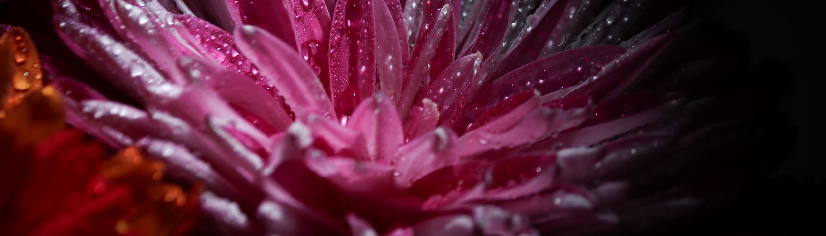 Flower with Small Water Drops