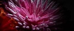 Flower with Small Water Drops