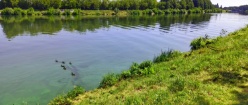 Wild Ducks