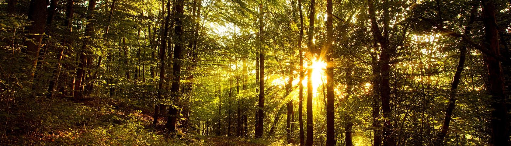 Sun Through the Forest