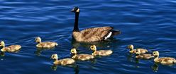 Lake Tahoe goose with babies