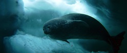 Seal Under Ice
