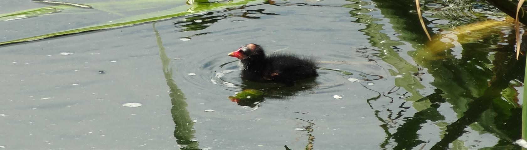 Duckling Swimming