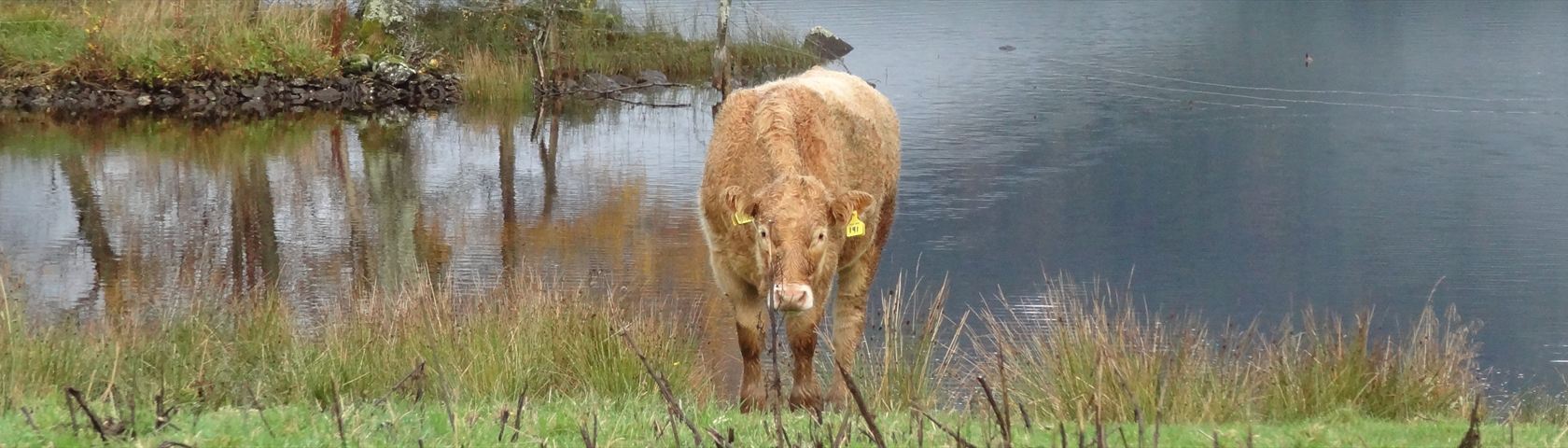 Cow Near Water
