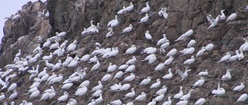 Birds on a Rock