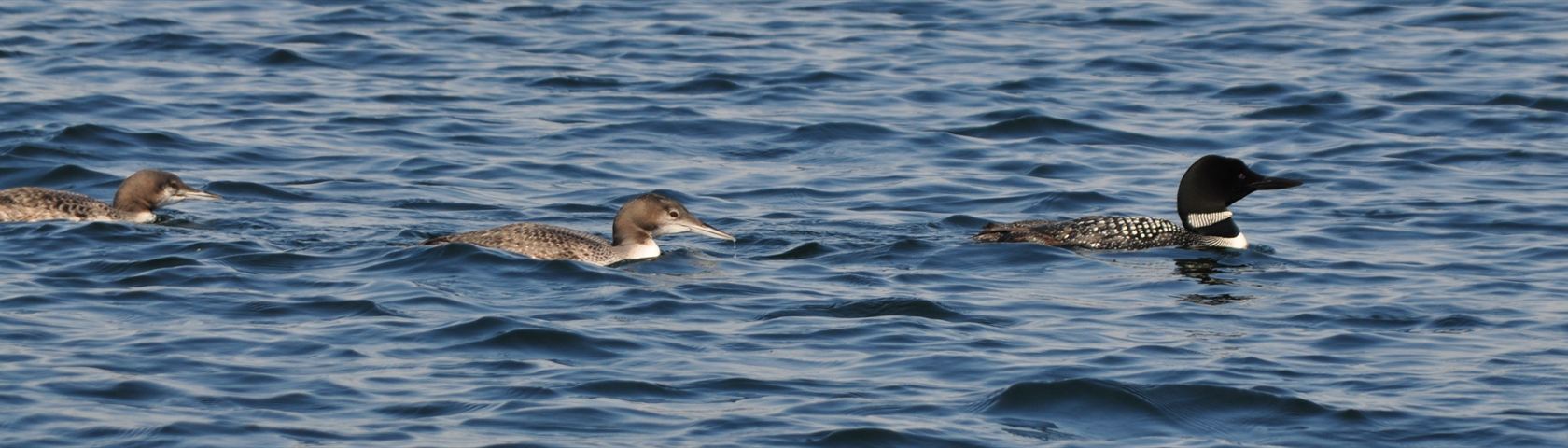 Loons Swimming
