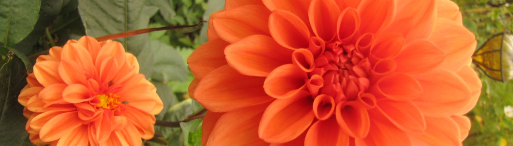 Orange Dhalia Flower