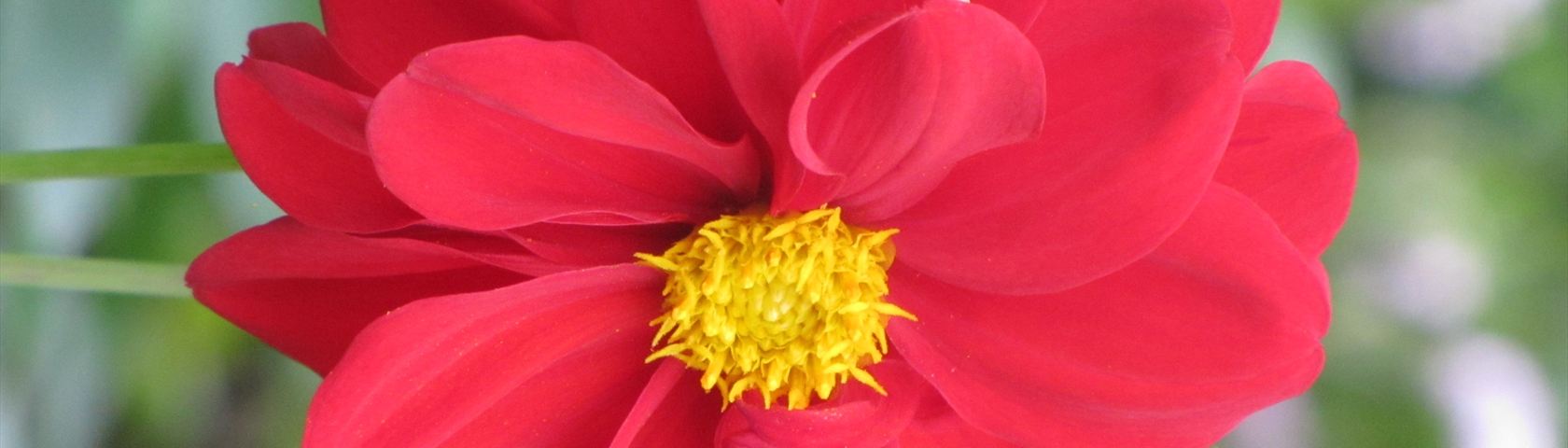 Red Dhalia Flower