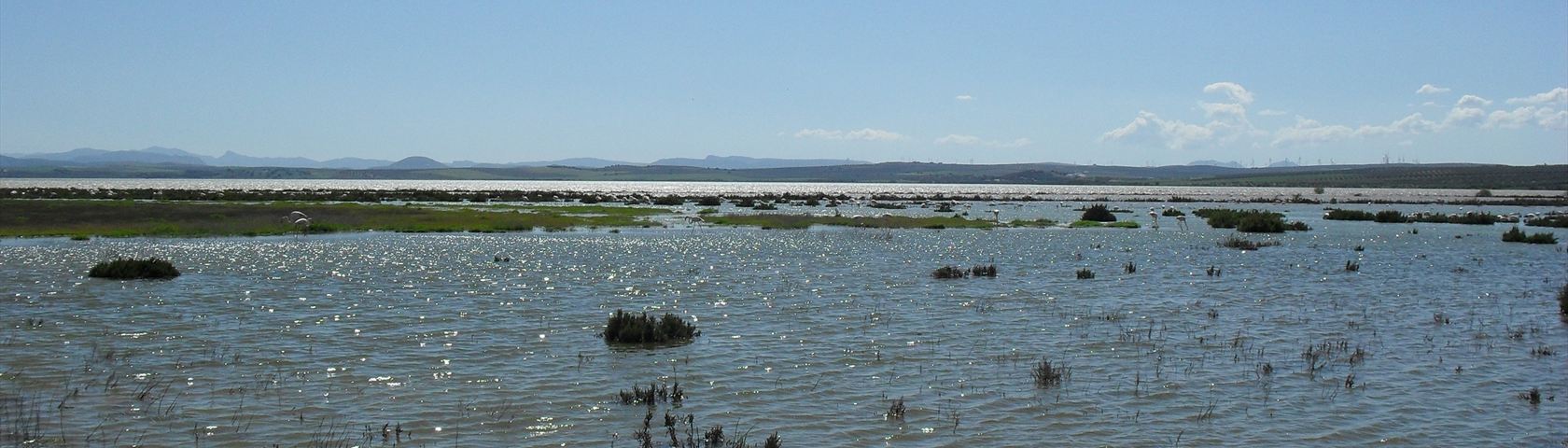 Flamingos in the Distance
