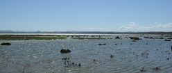 Flamingos in the Distance