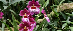 Orkideer Flower