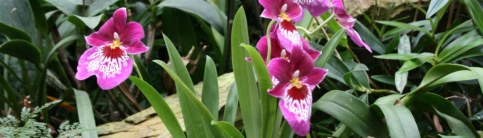 Purple Orkideer