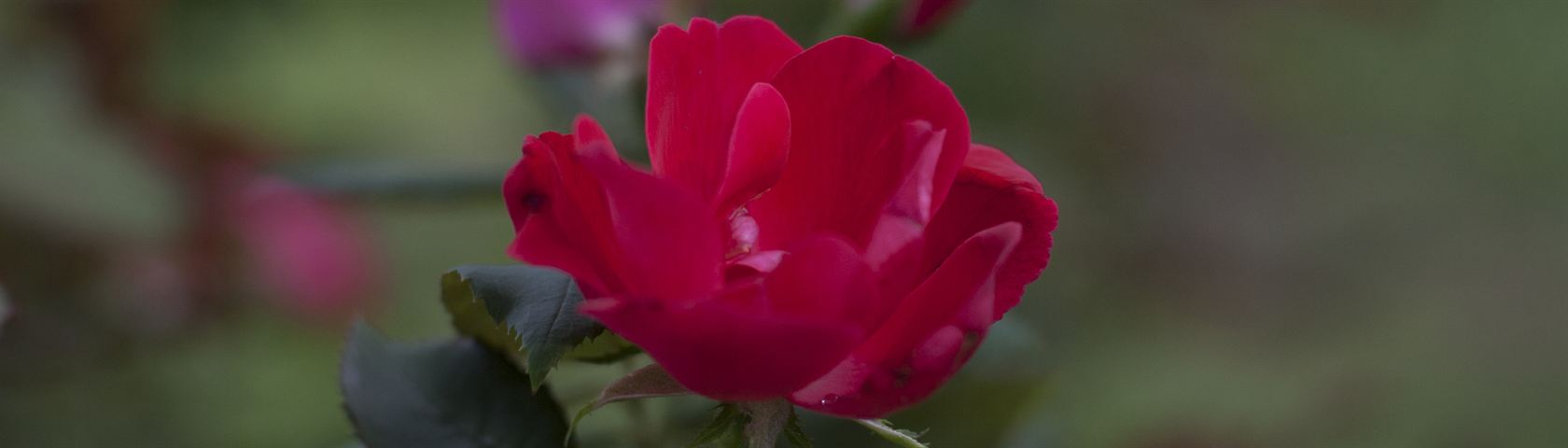 Central Rose
