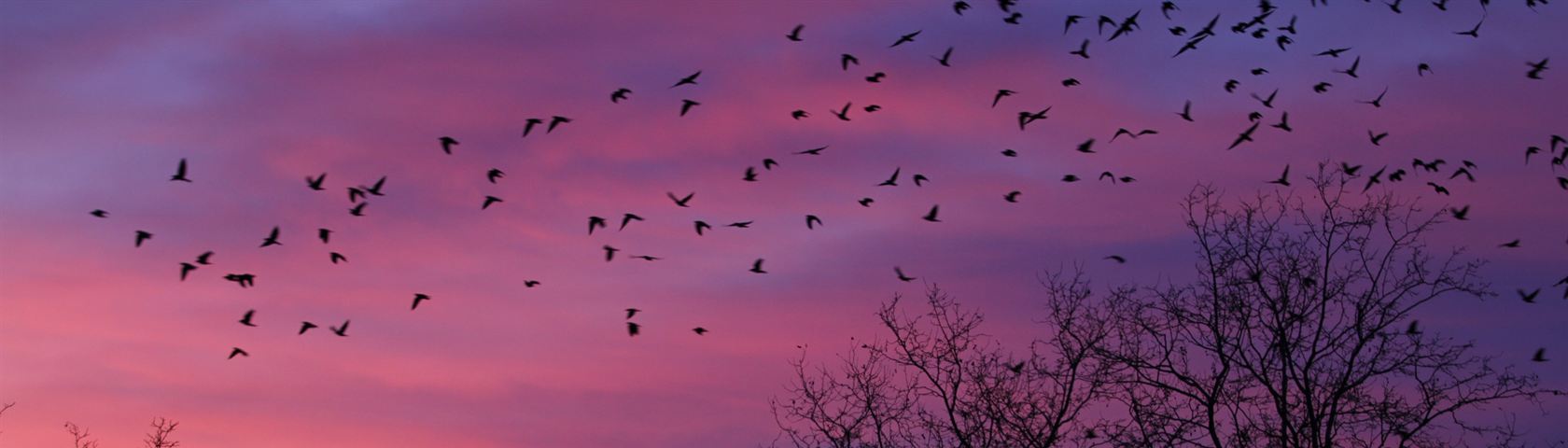 Birds and Purple Sky