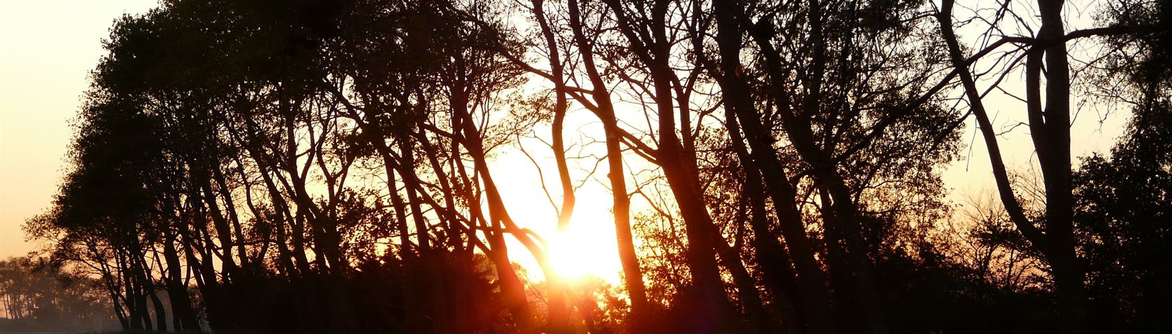 Sun and Trees