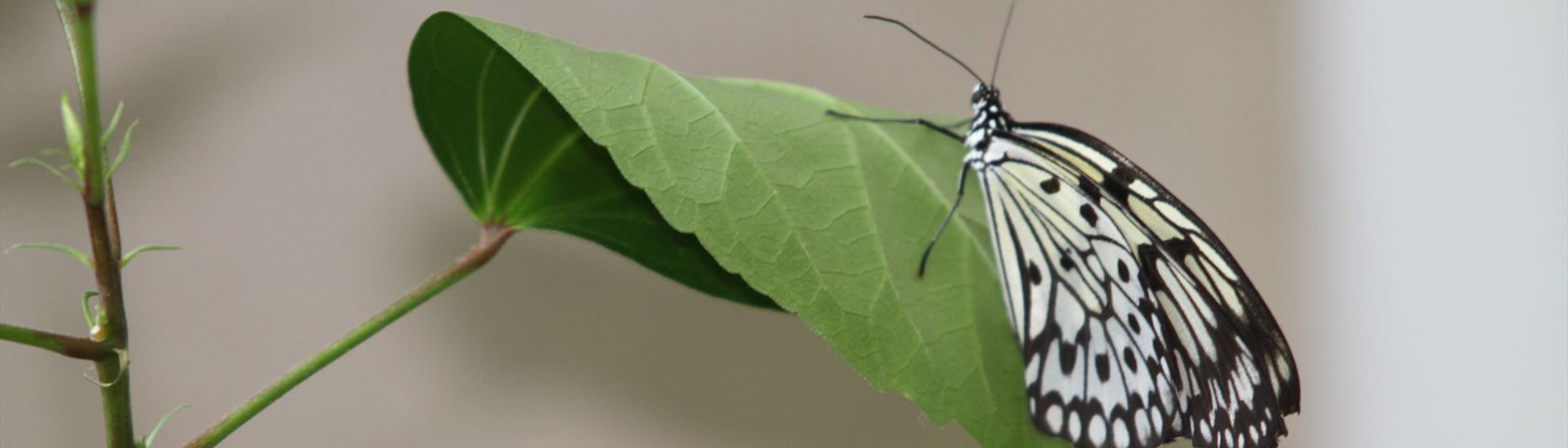Gray and White Butterfly on Leaf
