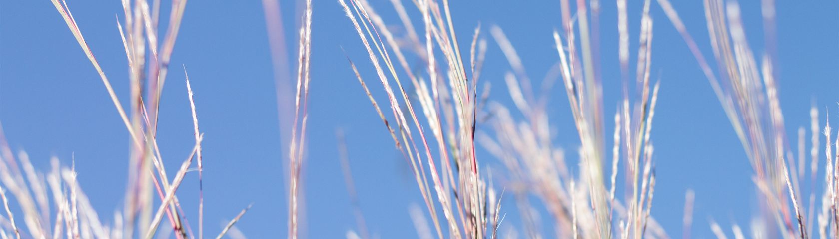Wheat Against the Sky