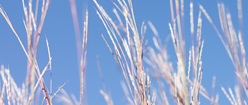 Wheat Against the Sky