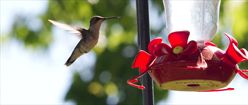 Hovering Hummingbird Near a Feeder