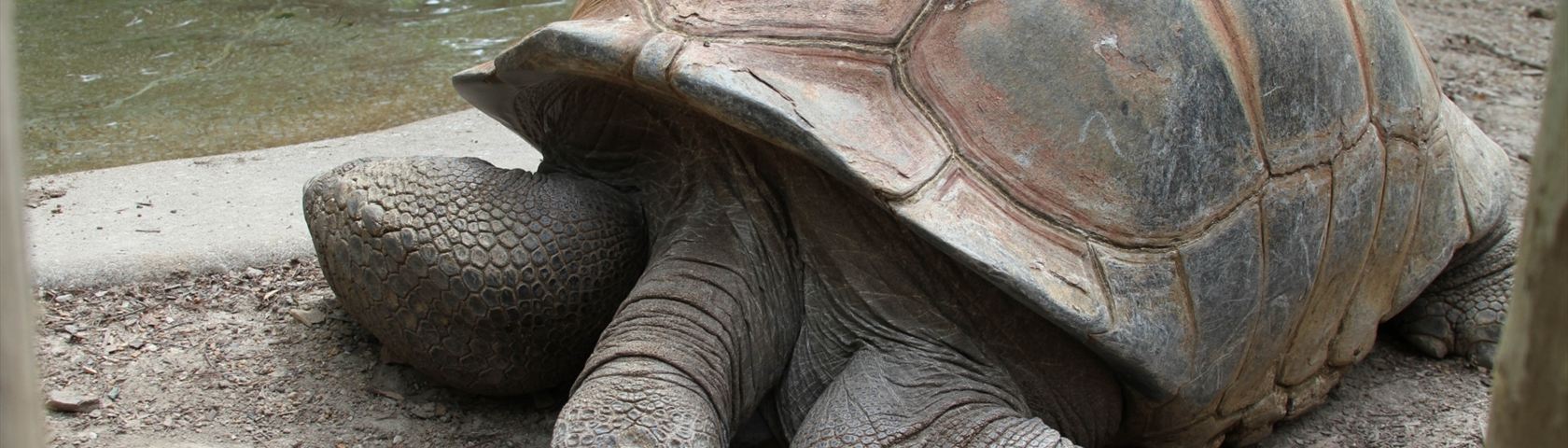 One Big Tortoise