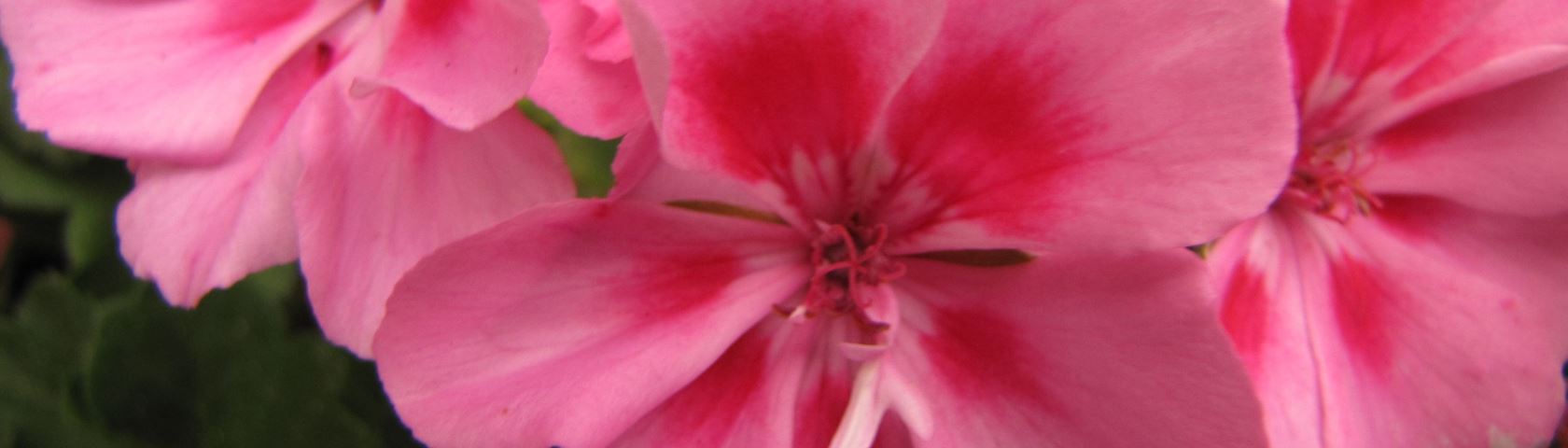 pink Geranium