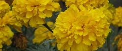 Marigolds