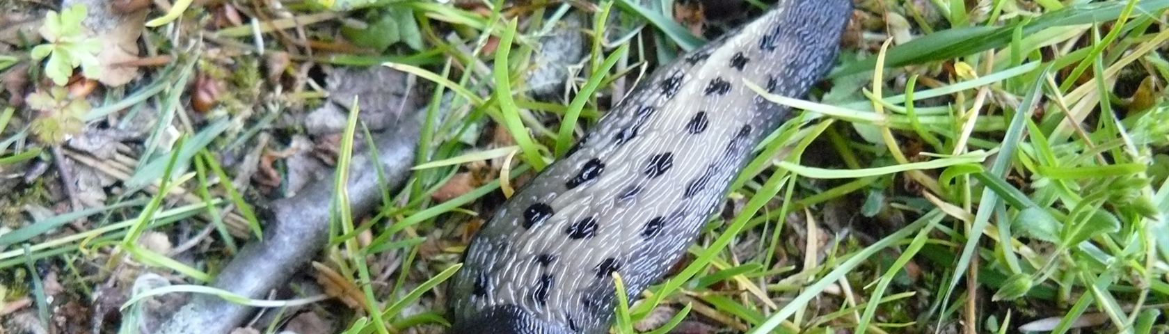 Beautiful Slug