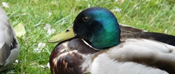 Duck at Rest