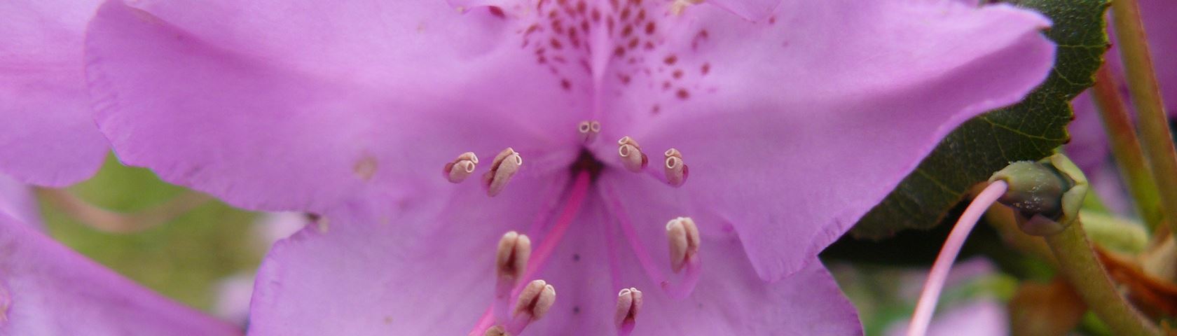 Pale Purple Flower