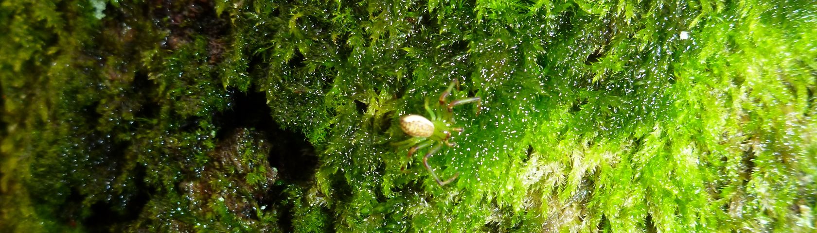 Spider in the Moss
