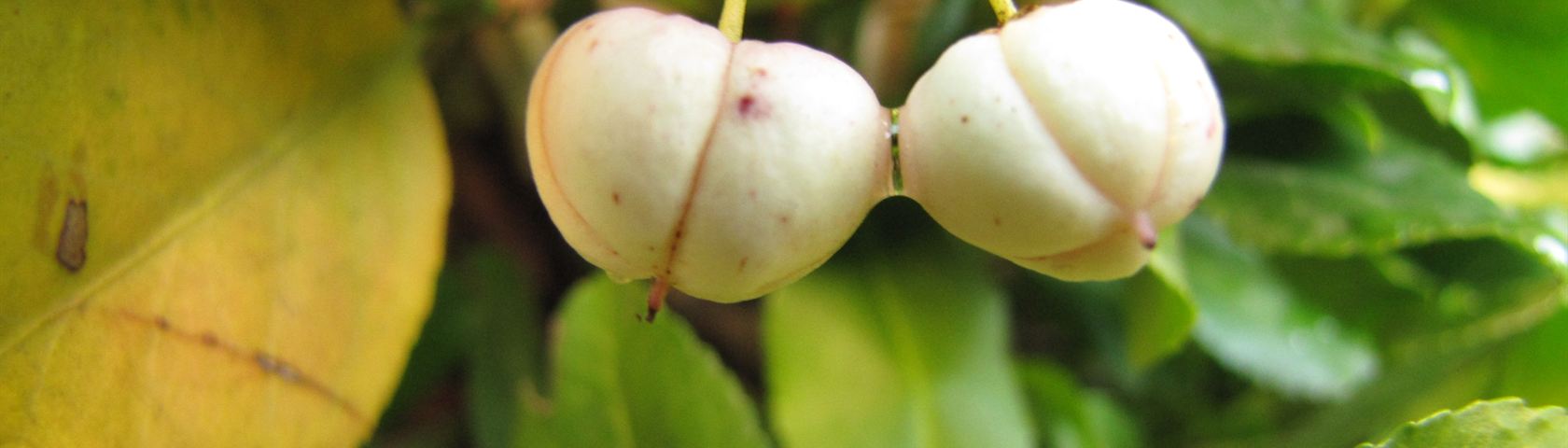 Fruit Euonymus
