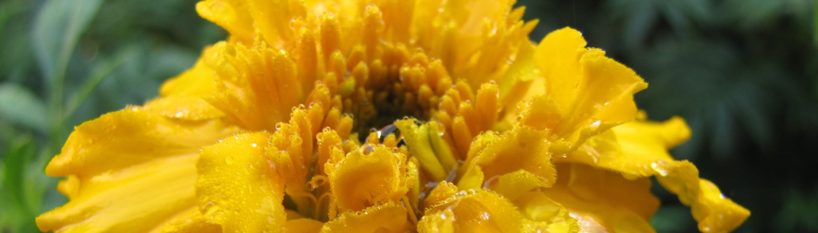 Marigold Yellow in the Rain