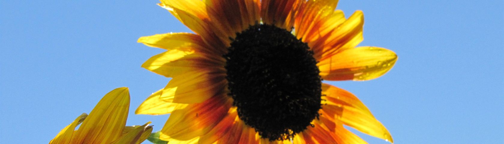 Sunflower on Sky Backgound