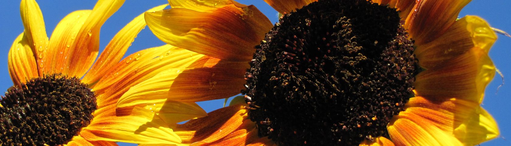 Sunflowers with a Fly