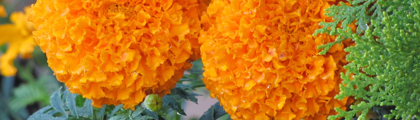 Two Marigolds