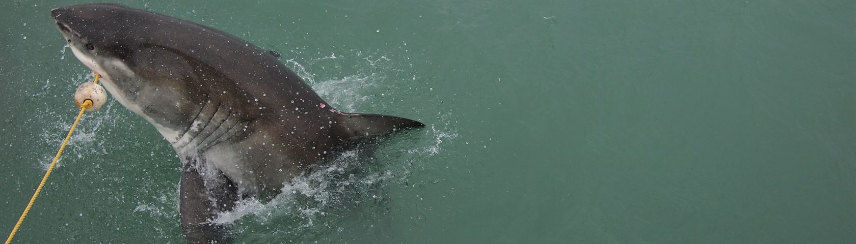 Great White Shark at Gans Baai, South Africa
