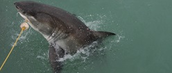 Great White Shark at Gans Baai, South Africa