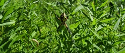Yellow Corn Spider