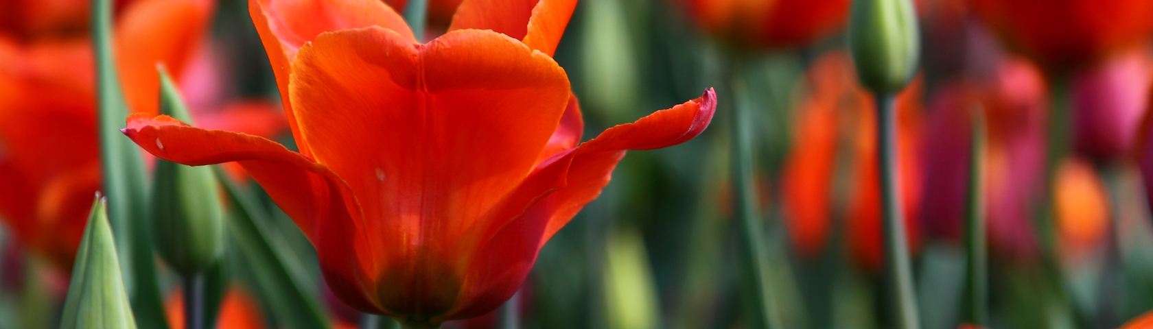 Summer Tulips