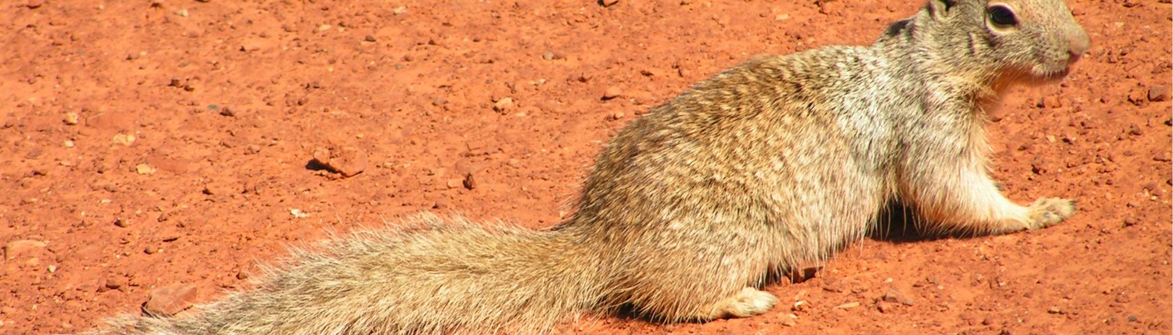 Squirrel at Grand Canyon