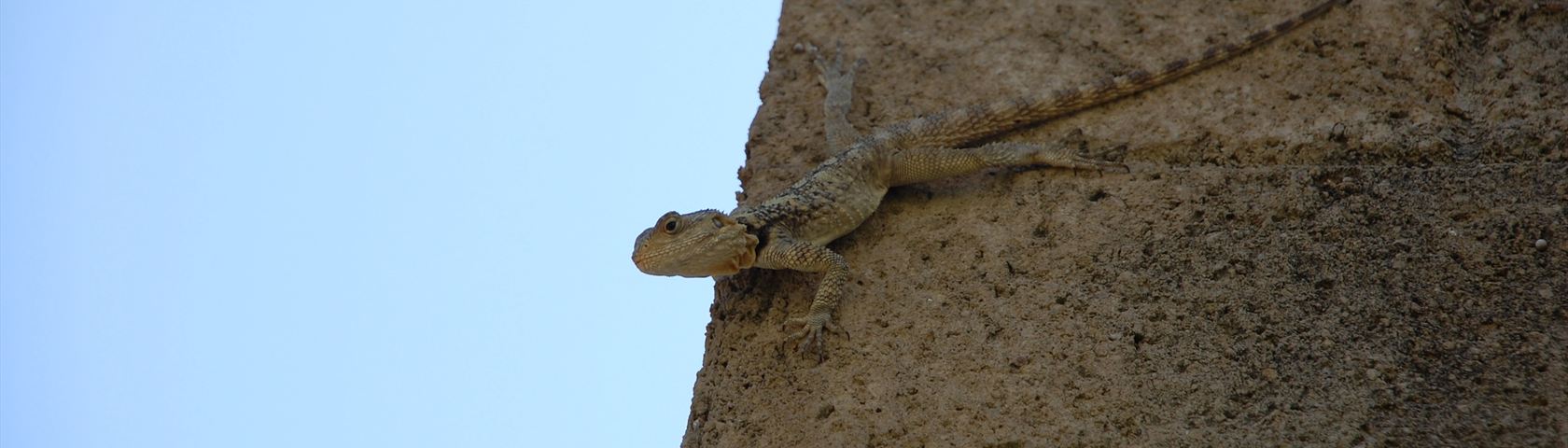 Lizard on the Wall