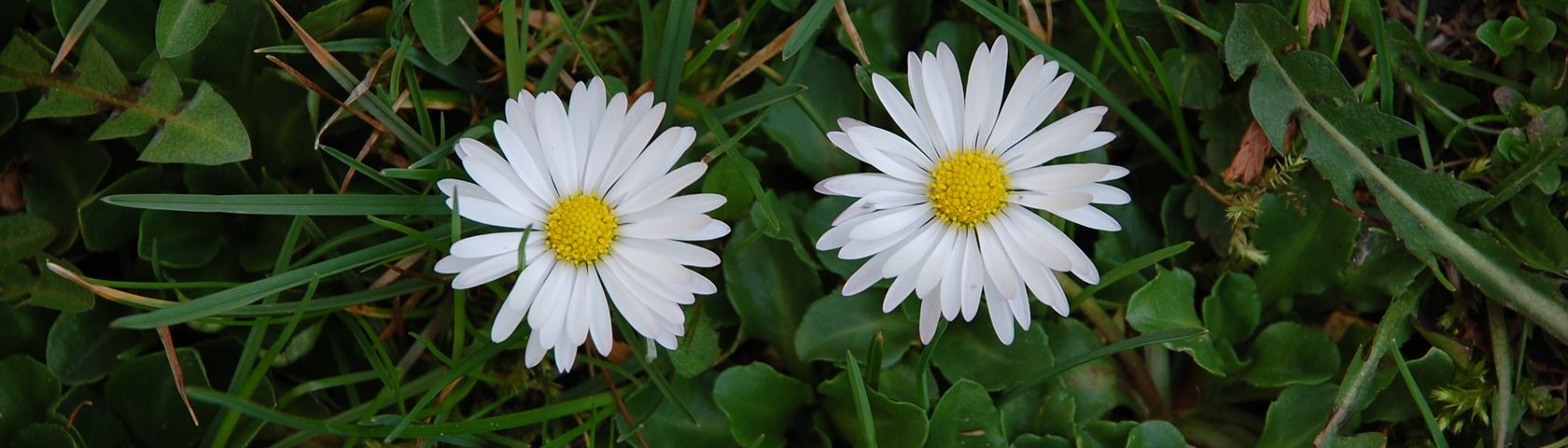 Two Daisies in the Grass