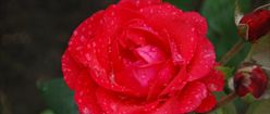 Roses in the Morning Dew