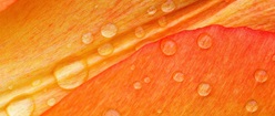Water Beads on Orange Petals