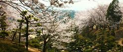 Flowering Cherry Trees in Tamashima Japan