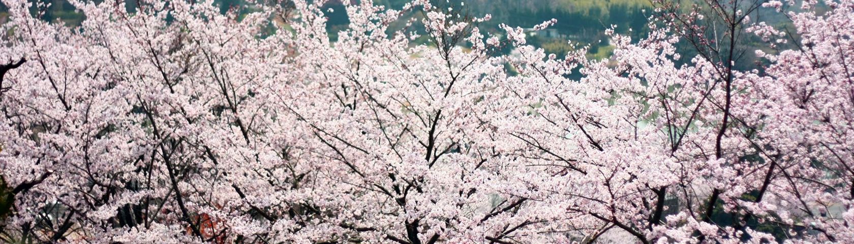 Cherry Trees in Blossom