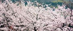 Cherry Trees in Blossom